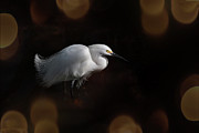 Snowy Egret 15A Photograph by Sally Fuller