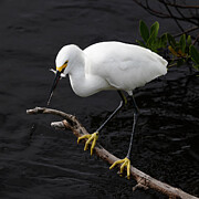 Snowy Egret 24A Photograph by Sally Fuller