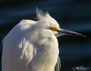 Snowy Egret at Sunset Photograph by Joe Fisher