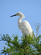 Snowy Egret Photograph by David McKinney