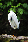 Snowy Egret Photograph by Rene Vasquez