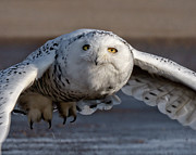 Snowy Hunt Photograph by James Overesch
