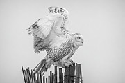 Snowy Owl Landing BW Photograph by Susan Candelario