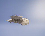 Soft Light Photograph by James Overesch