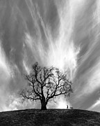 Solace Photograph by Sofie Conte