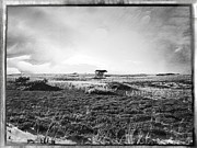 Solitary Tree Photograph by Annalisa Rivera-Franz