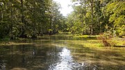 Somewhere in the Bayou Pierre Part Louisiana Photograph by David McKinney