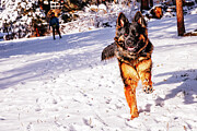 Sully German Shepherd Dog running in Colorado Snow Photograph by Robert Niemeier