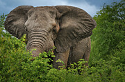 South African Bull Elephant Photograph by Rebecca Herranen