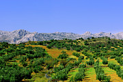 South Spain Photograph by Severija Kirilovaite