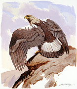 Spanish Imperial Eagle II Painting by John Swatsley