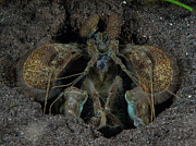 Spearing Mantis Shrimp Photograph by Brian Weber