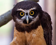Spectacled owl Photograph by Flees Photos