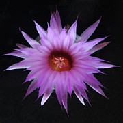 Spinystar Cactus Photograph by Joy Garso