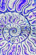 Spirals of an Ammonite Digital Art by Bruce Block