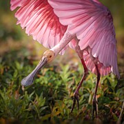 Spoonbill In Flight Photograph by Rebecca Herranen