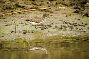 Spotted Sandpiper Photograph by Jeff Phillippi