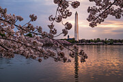 Spring Awakens in Washington D.C. Photograph by Dodie Ross