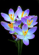Spring Crocus Photograph by Jessica Jenney