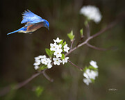 Spring Garden Photograph by Theresa D Williams Smoky Mountains