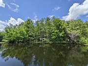 Spring in Florida wetlands Photograph by David McKinney