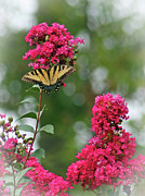 Springs Promise Photograph by Gina Fitzhugh