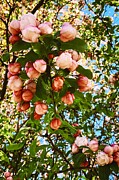 Spring's Radiance Blooming Pink and White Flowers Photograph by Travel Essayist