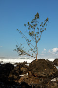 Stalwart Pine Photograph by Craig A Walker
