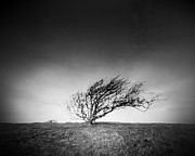 Standing the test of time. Photograph by Will Gudgeon