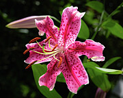 Stargazer Photograph by Steven Nelson
