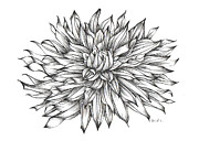 Starlight and Dahlias Drawing by Catherine Bede