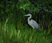 Stately Great Blue Heron Photograph by Rebecca Herranen