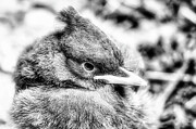 Stellar Jay Fledgling in Black and whtite Photograph by Bruce Block