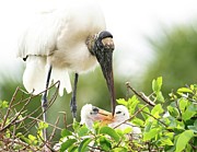 Stork and Chicks Photograph by Rebecca Herranen
