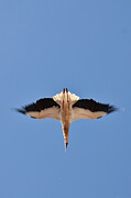 Stork Diving Like an Arrow on a Blue Sky Photograph by Tatiana Travelways