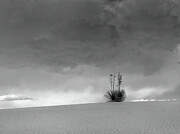 Storm Cloud Yucca Photograph by Joe Schofield