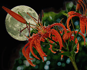 Strawberry Moon with Lily Photograph by Robert Niemeier