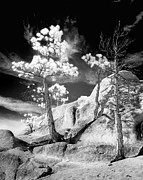 Struggling Pines Infrared Photograph by Mike Lee