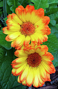 Summer Sun Photograph by Gina Fitzhugh