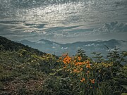 Summer Wildflowers on the Blue Ridge Parkway Photograph by Deb Beausoleil
