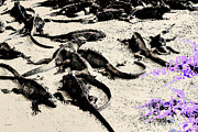 Sun Bathing Marine Iguanas Digital Art by Bruce Block