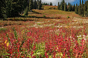 Sun Peaks Wildflowers Photograph by Michael DeGrenier