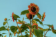 Sun Serenade Photograph by Dodie Ross