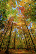 Sunbeam Illuminating An Autumn Canopy Photograph by Owen Weber