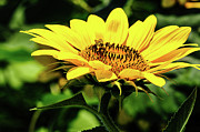 Sunflower and Bee Photograph by Louis Dallara