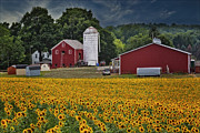 Sunflower Farm NJ Photograph by Susan Candelario