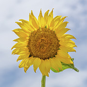 Sunflower Salutations Photograph by Donna Twiford