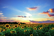 Sunflower Sunset I Photograph by KC Hulsman