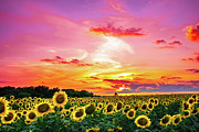 Sunflower Sunset III Photograph by KC Hulsman