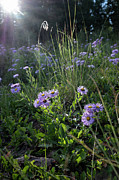 Sunlight on Wild Asters Photograph by Mary Lee Dereske